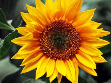 Schilderen op Nummer Bloemen PBN308